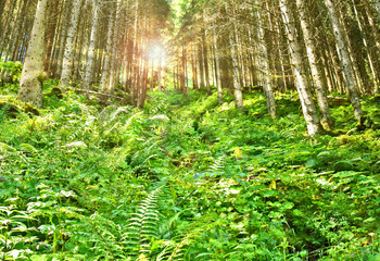 Fototapeta premium Green tree and leaf in forest summer with lens flare for wallpaper and poster