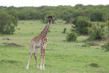 Naklejka na ściany i meble Giraffe calf, Masai Mara National Park, Kenya.