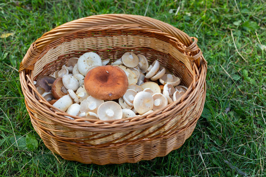Wild mushroom in a basket