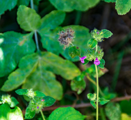Fiore selvatico lungo il sentiero