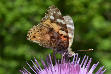 vanessa del cardo, farfalla