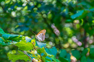 Farfalla lungo il sentiero