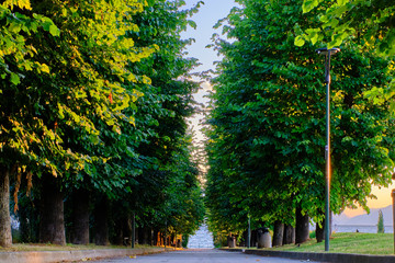 Obraz premium Magnificent park with flowers at the time of flowering.