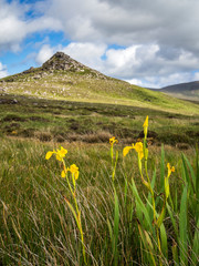 At Clogher Head Peninsula Dingle Ireland with sheep