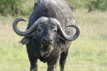 Fotobehang Cape buffalo face closeup, Masai Mara National Park, Kenya. © Marie