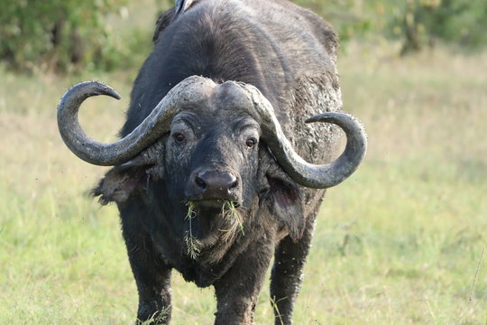 Cape buffalo face closeup, Masai Mara National Park, Kenya.