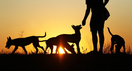 Silhouettes of puppies at sunset, three puppies, Belgian Shepherd Dog Malinois puppies, many dogs, sunset background