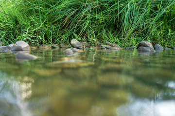plants on the bank of a river