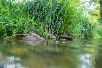 plants on the bank of a river