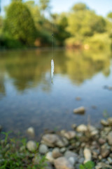 small fish hooked on a hook