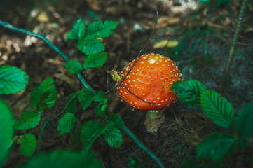 Beautiful mature red poisonous mushroom in forest.