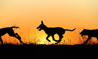 Silhouettes of puppies running against a sunset, three puppies, Belgian Shepherd Dog Malinois