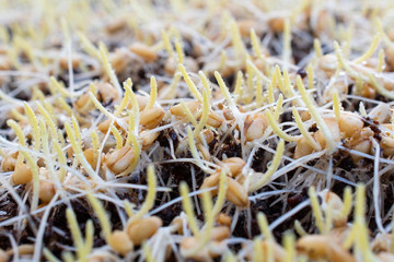 Germinated wheatgrass sees with dew, Wheatgrass is the freshly sprouted first leaves of the common wheat plant.
