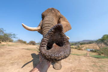 elephant trunk close up in kruger park south africa