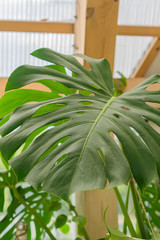 Close up of Monstera leaf. Tropical domestic plant.