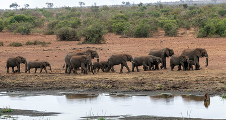 elephant group drinking at the pool in kruger park south africa