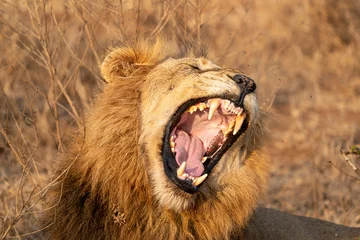 Gardinen roaring male lion in kruger park south africa © Andrea Izzotti