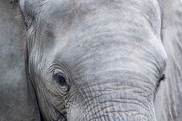 elephant eye close up in kruger park south africa
