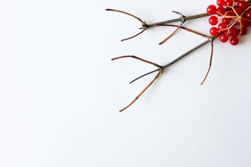 Branch and red berries isolated on white