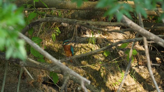 Gracula atthis common king fisher on a branch along a river Herault France wildlife bird beautiful orange and blue feathers