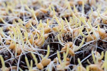 Germinated wheatgrass sees with dew, Wheatgrass is the freshly sprouted first leaves of the common wheat plant.