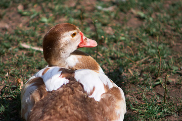the duck sits on the ground and warms up under the sun