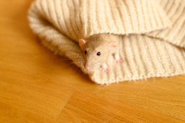 cute rat in knitted wool garments