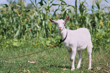 portrait of white adult goat grassing on summer meadow field at village countryside