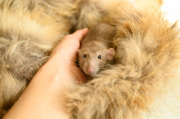 cute rat in hand on a fur mat