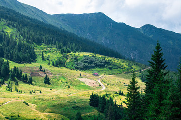 Obraz premium yellow mountain glade in the foot hills surrounded with green forest, sheeps on the glade