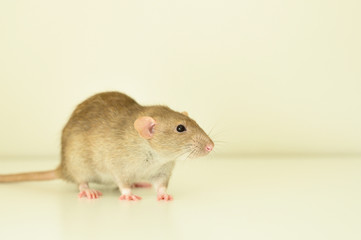 cute rat on white background