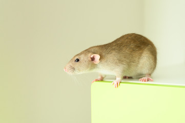 cute rat on white background