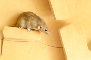 Obraz premium Cute rat climbs on wood