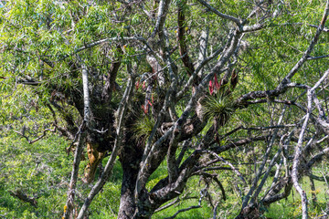 Camino Real, Barichara