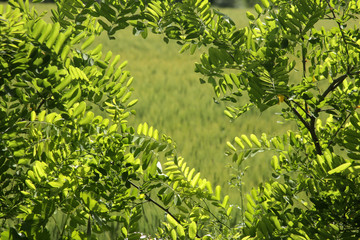 Acacia tree green leaves - Natural background