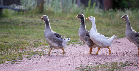 group of geese
