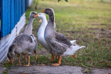 goose on grass