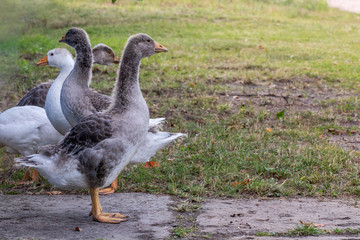 goose on grass