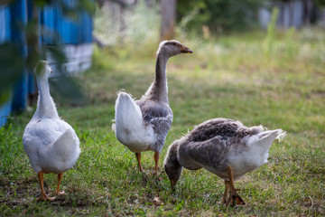 goose on grass