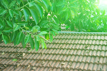 The roof of the house with a tiled roof. Ficus.