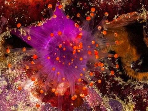 Orange-ball corallimorph (Pseudocorynactis caribbeorum). marine life in Caribbean SEa Los Roques Venezuela. Colorful