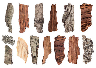 set of pieces of wood, bark and moss on an isolated background