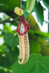 Carnivorous pitcher plant hanging from tendril