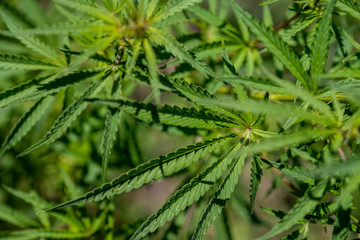 bushes hemp plant. Bushes of the cannabis plant close-up