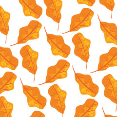 autumn dry leafs nature pattern