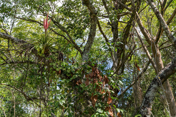 Fototapeta premium Camino Real, Barichara