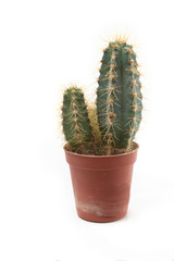 Kaktus im Plastitopf freigestellt