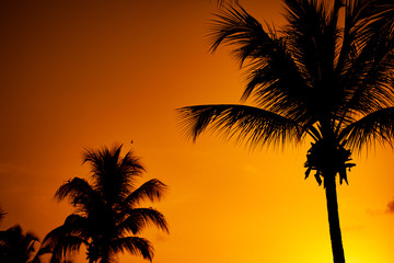 Fototapeta na wymiar Silhouette coconut palm trees on beach at sunset