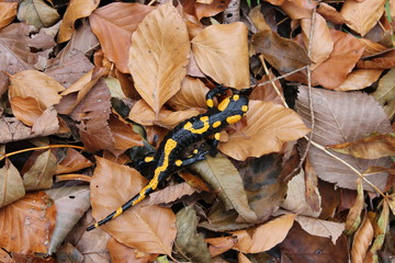spotted salamander