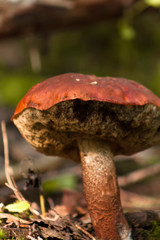 Old mushroom in the forest. Close up.